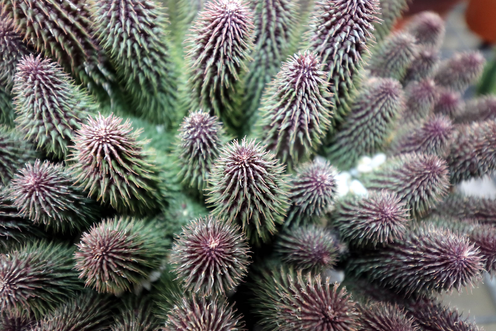 2017 10 15 Botanic Gardens 20